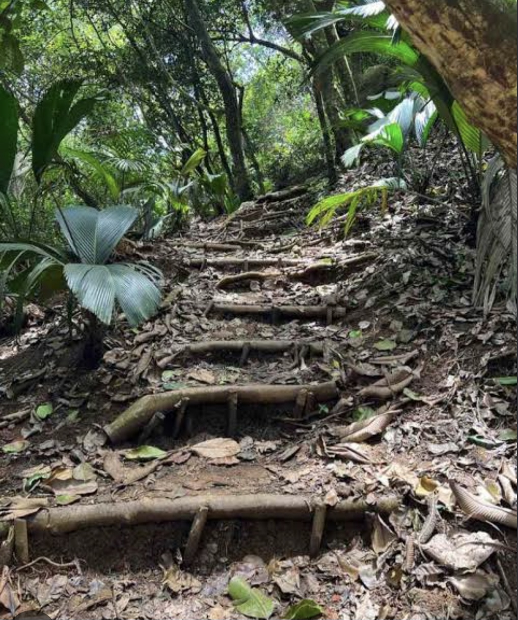 Wooden steps climbing through the shaded Copolia Trail forest with palms and ferns