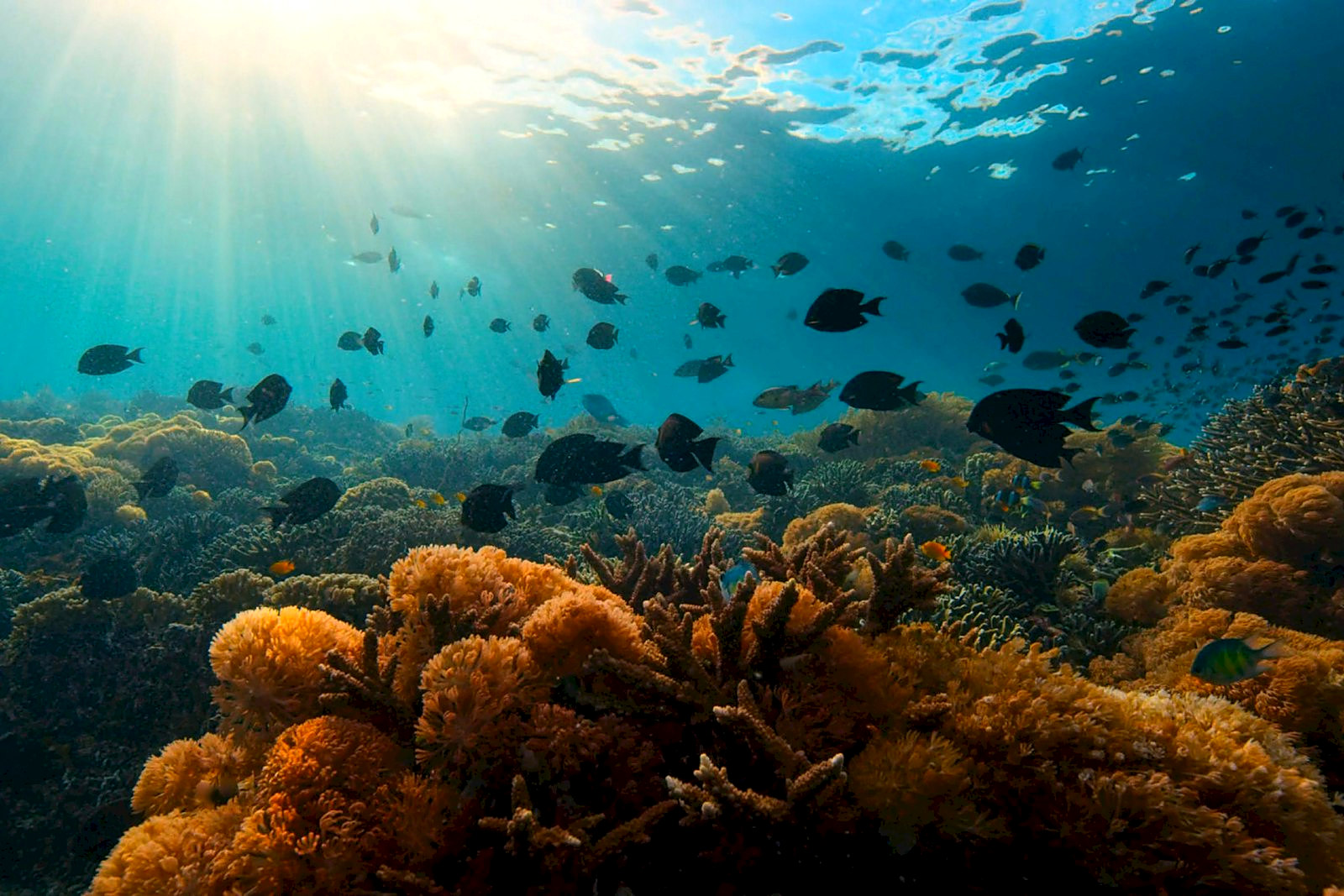 Snorkelling stop on a partner island excursion