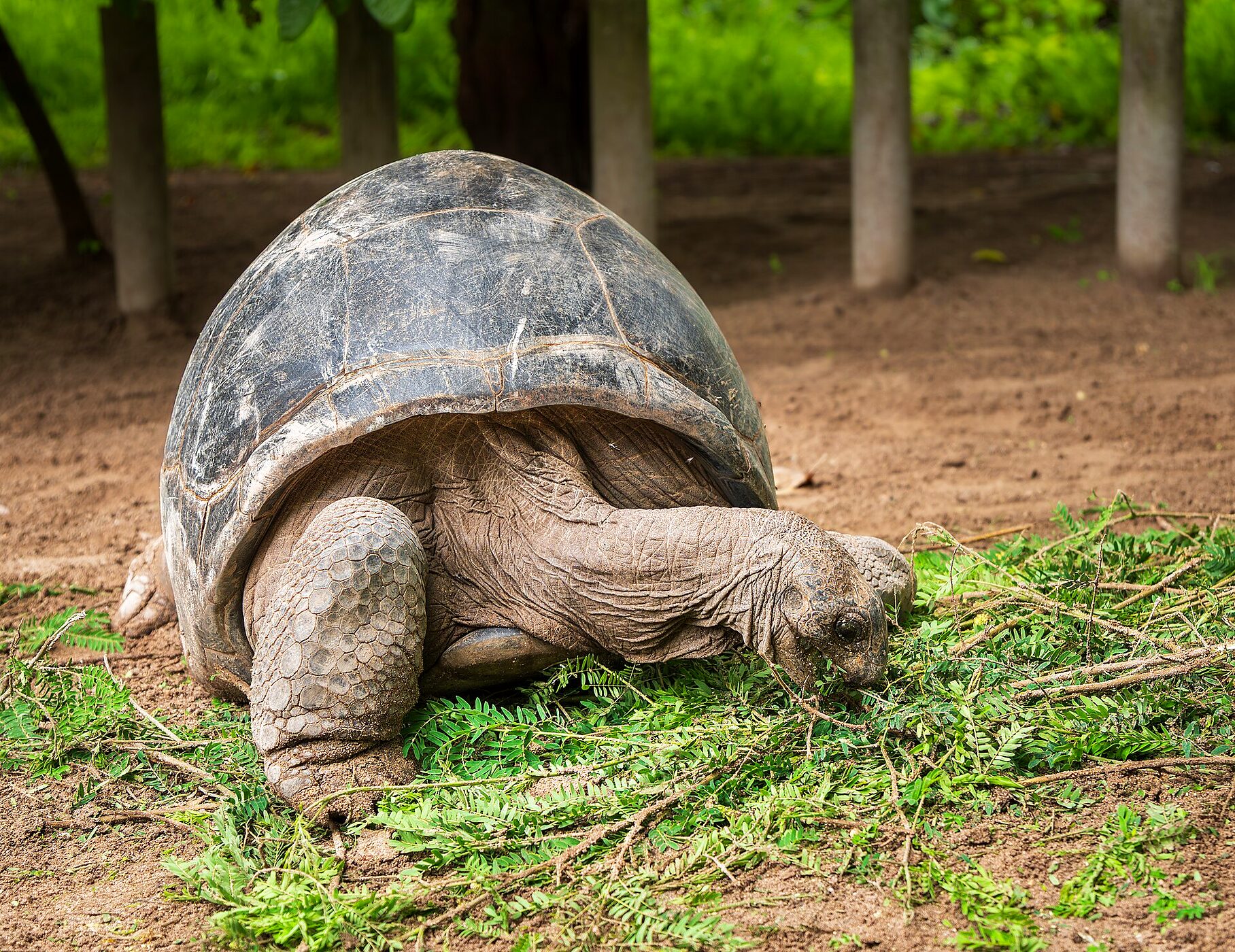 Giant Aldabra tortoise in the tortoise park at the Victoria Botanical Gardens